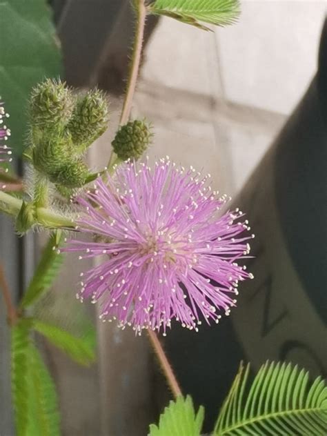 10種不吉利的花|十大不吉利花排行榜，彼岸花最好別養（被稱為黃泉花並且有毒）。